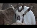 アラビアオリックスのお食事タイム（横浜市金沢動物園）arabian oryx meal time yokohama city kanazawa zoo