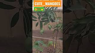 So Cute Mangoes ! #shorts  ! #trending  !#tree ! #mango #mangorecipe