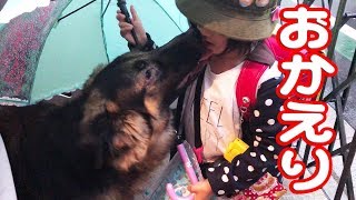 シェパード犬子供を待ってます孫娘大好きGerman Shepherd dog