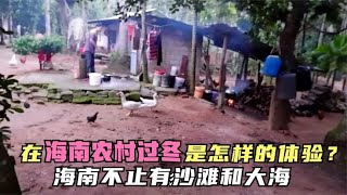 北方小两口选择在海南农村过冬，带你看看，有鸡有鸭的热带小山村