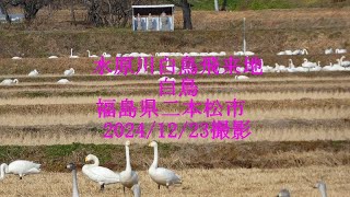 水原川白鳥飛来地 白鳥　福島県二本松市　2024/12/23撮影