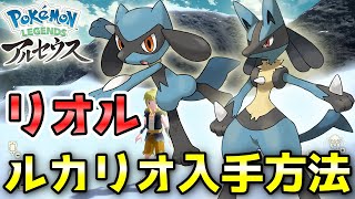 【アルセウス】リオル・ルカリオ入手方法！オヤブン（LV70）ルカリオを戦わずに捕獲するよ！【ポケモン レジェンズ】