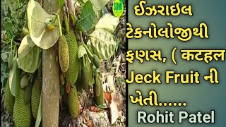 ઈઝરાઇલ ટેકનોલોજીથી ફણસની ખેતી! कटहल की खेती! Jack Fruit Farming! સંપર્ક નં.8849750503