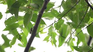 寒蟬 蟬鳴聲 / Meimuna opalifera - Cicadas in Taiwan