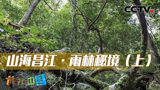 山海昌江·雨林秘境（上）：在人迹罕至的雨林深处，有着怎样前所未见的奇妙生境？20230104 |《地理·中国》CCTV科教