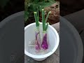 How to regrow spring onions at home