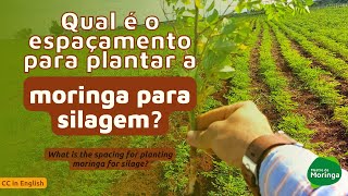 What is the spacing for planting moringa for silage?