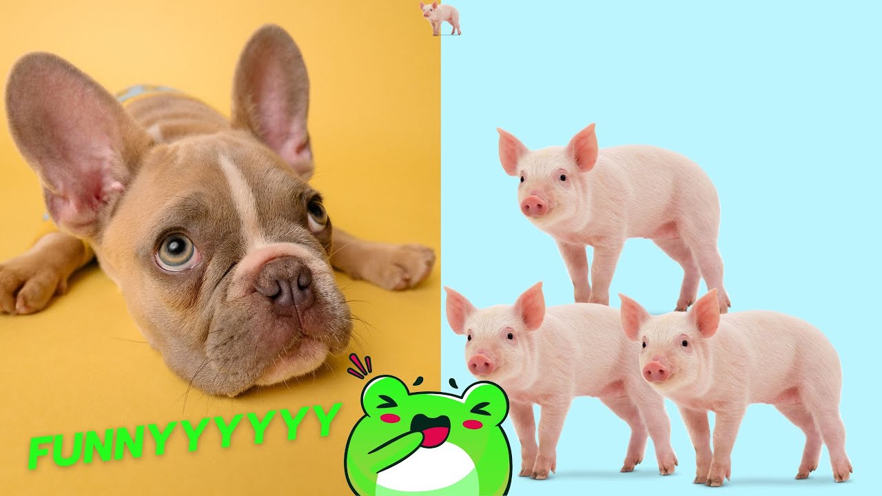 Cute And Funny Pet Videos Compilation 5 Youtube