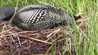 Loon on nest, on a Merritt Lake