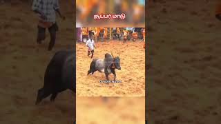 சூப்பர் மாடு🔥 | தெறிக்க விடுது🔥 | ஜல்லிக்கட்டு | #shortvideo #shorts #shortsvideo #jallikattu