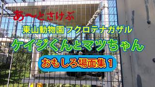 あ～！とさけぶ猿 東山動物園 フクロテナガザル ケイジくんとマツちゃん おもしろ場面集1