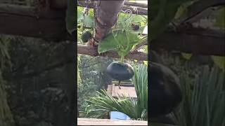 ছাদে মিষ্টি কুমড়োর বাম্পার ফলন। #vegetables #houseplants #plants