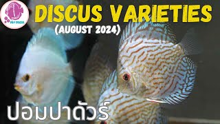 DISCUS FISH Varieties ​@PandYDiscusFarm (ปลาปอมปาดัวร์)