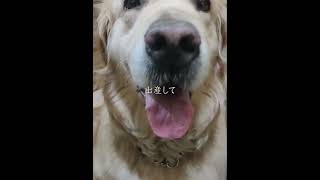 元気でね　フルバージョンはコメント欄に！　#ゴールデンレトリバー #子犬 #犬 #お迎え #shorts #short