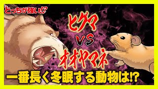 【どっちが強い】一番長く冬眠する動物？ヒグマ？それともオオヤマネ？衝撃的な結末が待っていた…勝つのはどっちだ!?【漫画】