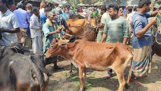 আজ ১২ মার্চ | মাদারীপুরের খামারী কেমন দামে শুকনো হাড্ডিসার গাভী কিনছেন/কিনলেন আফতাবগঞ্জ হাটে