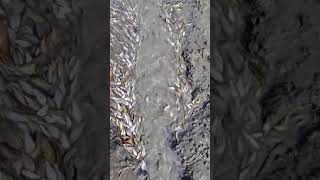 গ্রামের পুকুরের মাছ #viralvideo #villagefishing