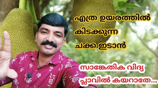 പ്ലാവിൽ കയറാതെ  ഉയരത്തിൽ കിടക്കുന്ന ചക്ക ഇടാം കണ്ട് നോക്കൂ