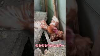 鶏のケンカ仲裁#スローライフ #にわとり #動物