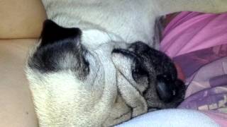 Pug sleeping/snoring