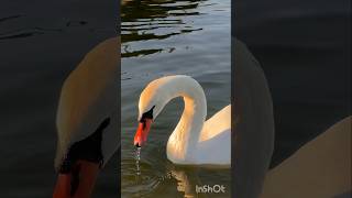 Happy ducks swimming in a pond #cute #ytshorts #trendingshorts #shorts