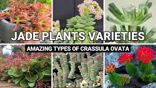 Top 50+ Types of Jade Plants | Amazing Crassula Ovata Varieties