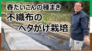 【横着栽培】春大根の種まき　不織布のベタがけ栽培