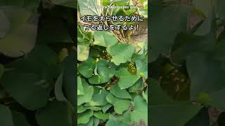 フサフワ状態のサツマイモをツル返し！ Let's flip the sweet potato vine!