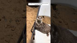 A couple found an orphaned otter and then brought it home #animalshorts #shortvideo #otter