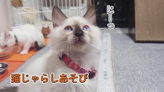 猫じゃらしで遊ぶシャムミックス【子猫】が可愛い(=^・^=)