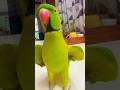 100 words talking parrot zoomi #viralvideo #parrotsound