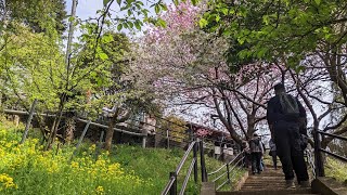 [散策] 初春 通往西平畑公園櫻花的浪漫特快 Romantic express to sakura in Matsudayama Herb Garden in Early Spring