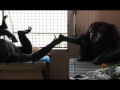 chimp who spent 18 years alone won t let go of brand new friend