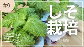 【しそ水耕栽培】種から簡単！ 60日間でしそ栽培