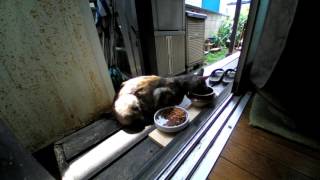 20160720野良猫ミーヤ母と子猫の昼食