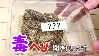 【毒蛇飼育開始】新しい毒ヘビをお迎えしました！(false cobra、 malpolon  moilensis、Rhagheris moilensis)