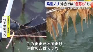 「不安しかない」県産ノリ 沖合では“色落ち”も 漁場の今…【佐賀県】 (24/12/27 18:12)