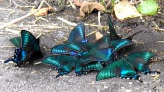 🦋 Papilio maackii / 深山烏揚羽（ミヤマカラスアゲハ）