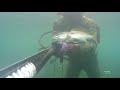 sığ suda eşkina avı spearfishing shallow water. zıpkınla balık avı