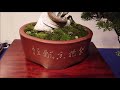 95th kokufu ten bonsai exhibition 2021 part 2 video c 第９５国風盆栽展 　令和3年　 後期（ビデオ　c ）en it