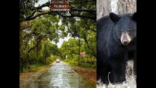 PILIBHIT TIGER RESERVE: पर्यटकों को बाघों के बाद अब हुए मस्ती करते भालू के दीदार, See Video