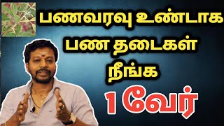 தனவரவு உண்டாக இந்த 1 வேர் கையில் வைத்திருங்கள் | பண தடை நீங்க | Mayan senthil tips