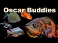 Oscar Buddies: Some of The BEST Tank Mates for Your Oscar Fish!