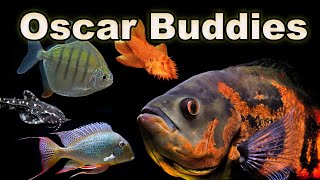 Oscar Buddies: Some of The BEST Tank Mates for Your Oscar Fish!