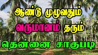 ஆண்டு முழுவதும் வருமானம் தரும்  தென்னை சாகுபடி