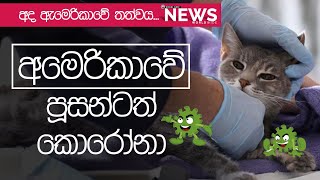 ඇමරිකාවේ පූසන්ටත් කොරොනා...