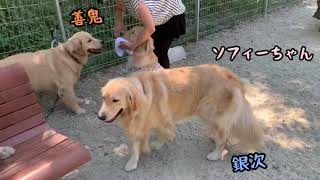 ゴル友とまた、ドックランへ会いに行ってきた🐶【銀次・善鬼】