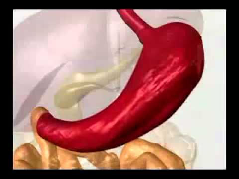 YouTube 22 Enzymes, Proteins, Carbohydrates, Digestion YouTube 22 Enzymes, Proteins, Carbohydrates, Digestion