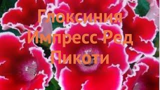 Глоксиния обыкновенная Ред Пикоти 🌿 Ред Пикоти обзор: как сажать, семена глоксинии Ред Пикоти