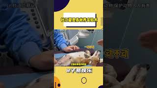 因为感谢实验动物为人类的付出，所以更希望它们得到善待 #实验犬  #科研  #杜江  #霍思燕  #动物#shorts